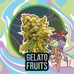 GELATO FRUITS FEM