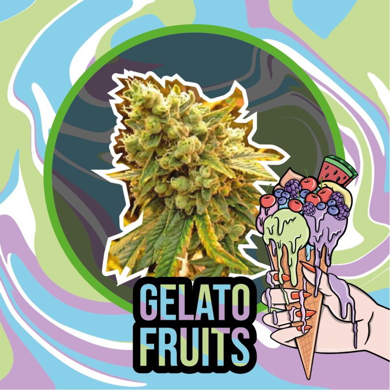 GELATO FRUITS FEM