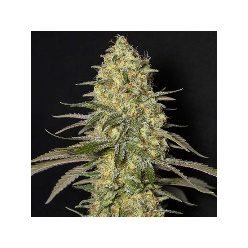 Black Dream x3+1 Eva seeds