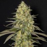 Black Dream x3+1 Eva seeds