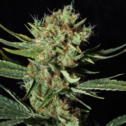 Only CBD x3+1 Eva seeds