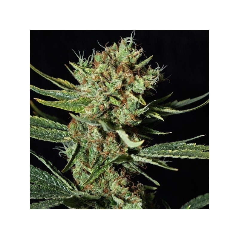 Only CBD x3+1 Eva seeds