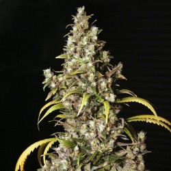 Monster x3+1 Eva seeds