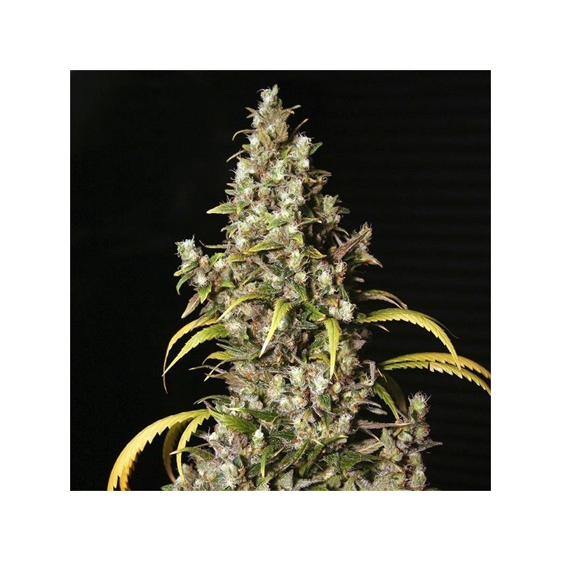 Monster x3+1 Eva seeds