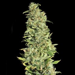 High Level x3+1 Eva seeds