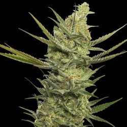 Gipsy Haze x3+1 Eva seeds
