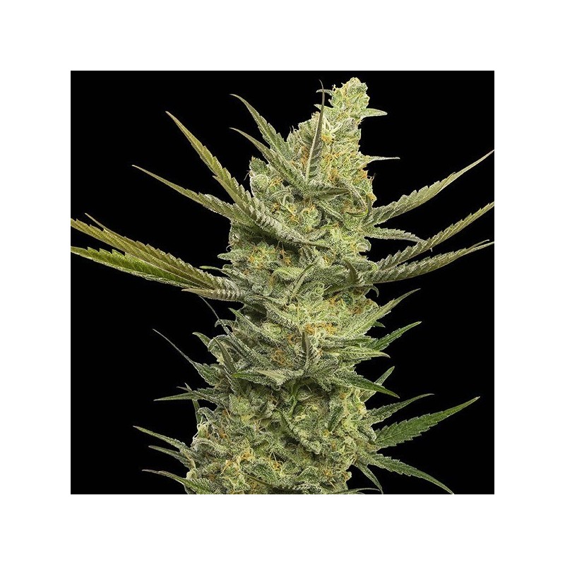 Gipsy Haze x3+1 Eva seeds