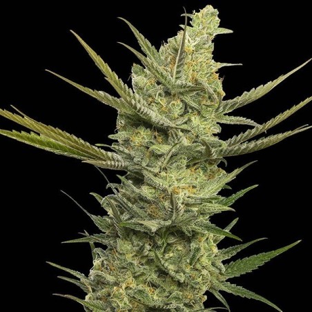 Gipsy Haze x3+1 Eva seeds
