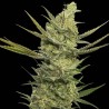 Gipsy Haze x3+1 Eva seeds