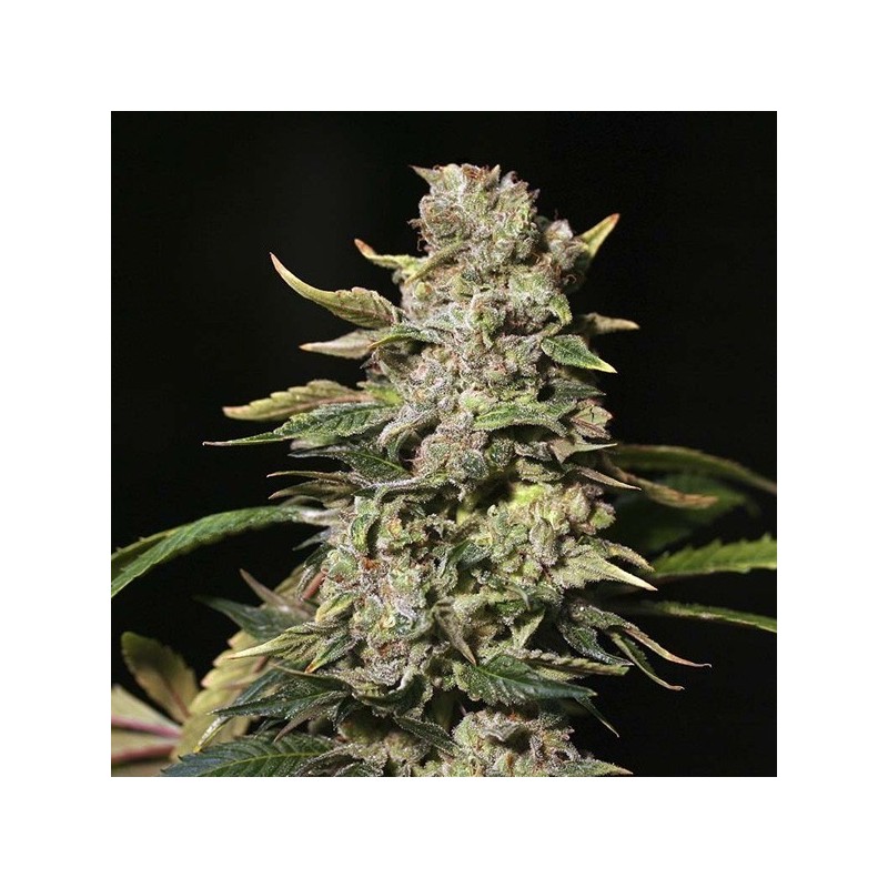 TNT Kush 3+1 Eva seeds