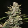 TNT Kush 3+1 Eva seeds