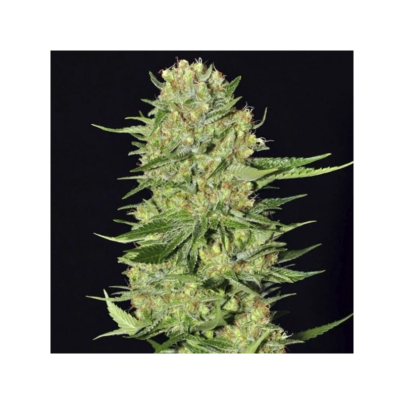 Veneno 3+1 Eva seeds