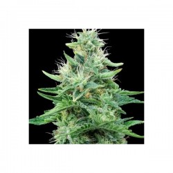 Gorilla Candy 3+1 Eva seeds