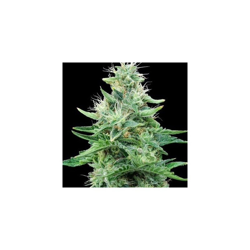 Gorilla Candy 3+1 Eva seeds