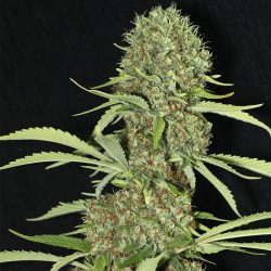 JAMAICAN DREAM 3+1 Eva seeds