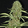 JAMAICAN DREAM 3+1 Eva seeds