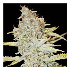 FURIOUS CANDY FEM X3+1-EVA SEEDS
