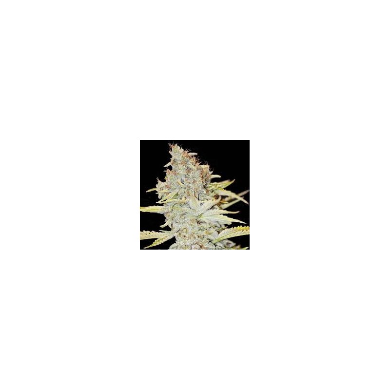 FURIOUS CANDY FEM X3+1-EVA SEEDS