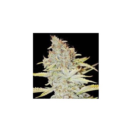 FURIOUS CANDY FEM X3+1-EVA SEEDS