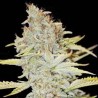 FURIOUS CANDY FEM X3+1-EVA SEEDS