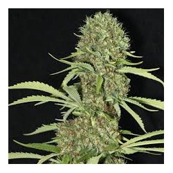 JAMAICAN DREAM CBD FEM...