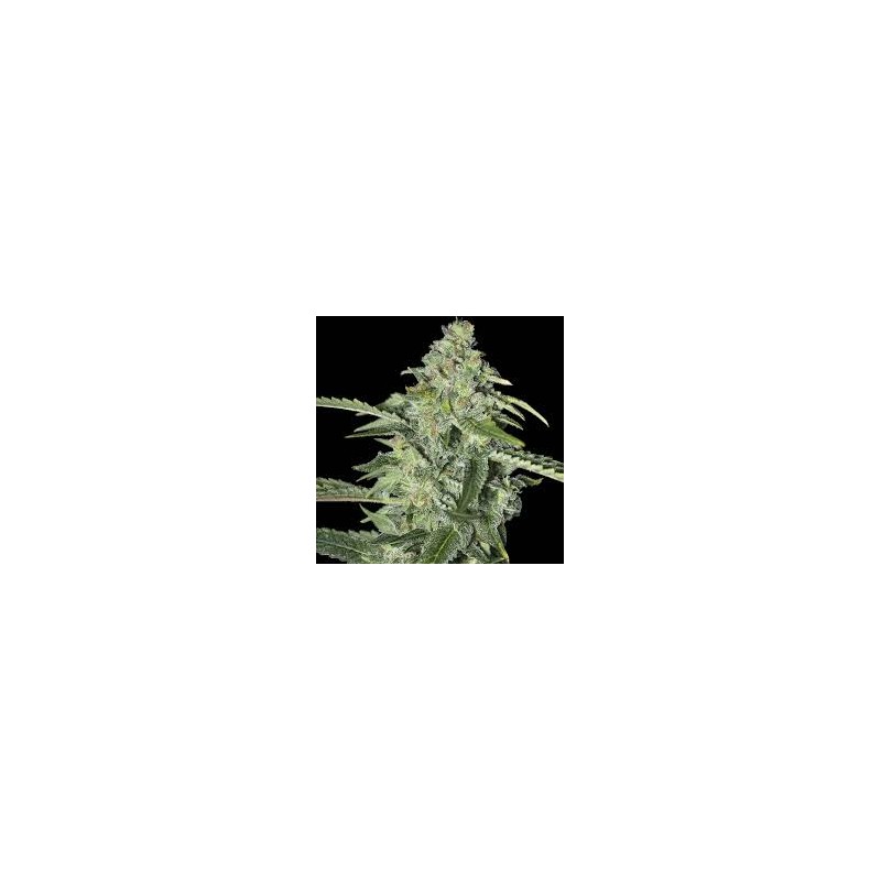 TNT KUSH CBD FEM X3+1-EVA SEEDS
