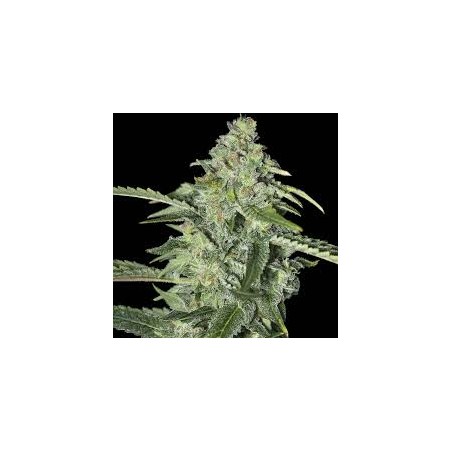 TNT KUSH CBD FEM X3+1-EVA SEEDS