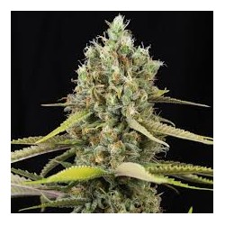 LEMON KING FEM X3+1-EVA SEEDS