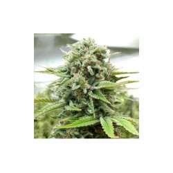 Moby-D 12 Semillas Bsf Seeds