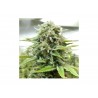 Moby-D 12 Semillas Bsf Seeds