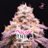 Nicole Punch 12 Semillas Bsf Seeds