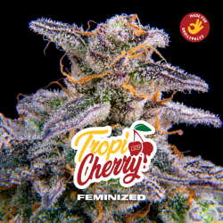 TropiCherry 12 Semillas Bsf Seeds