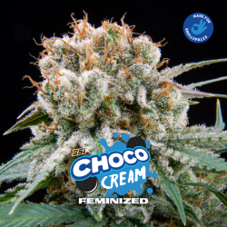 Choco Cream 12 Semillas Bsf Seeds