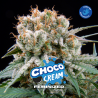 Choco Cream 12 Semillas Bsf Seeds