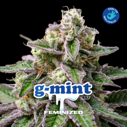 G-Mint 12 Semillas Bsf Seeds