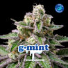 G-Mint 12 Semillas Bsf Seeds