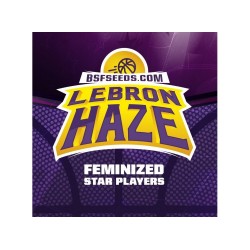 Lebron Haze 12 semillas BSF...