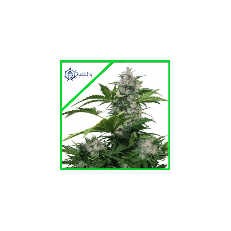 WHITE DWARF AUTO X3-BUDDHA SEEDS