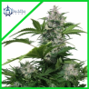 WHITE DWARF AUTO X3-BUDDHA SEEDS