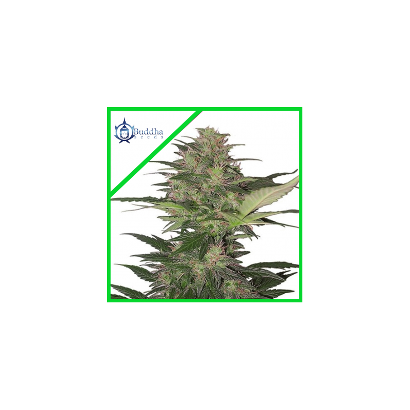 RED DWARF AUTO X3-BUDDHA SEEDS