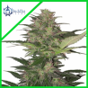 RED DWARF AUTO X3-BUDDHA SEEDS