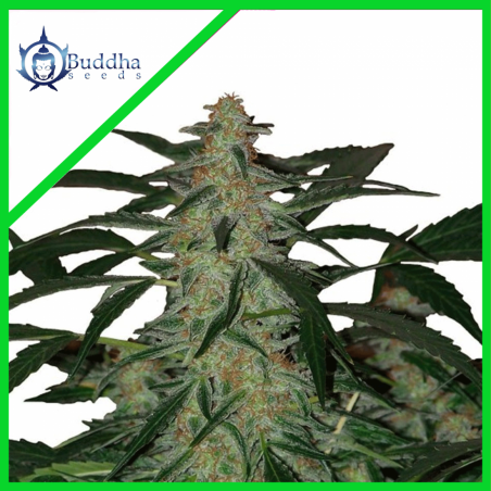DEIMOS AUTO X3-BUDDHA SEEDS