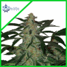 DEIMOS AUTO X3-BUDDHA SEEDS