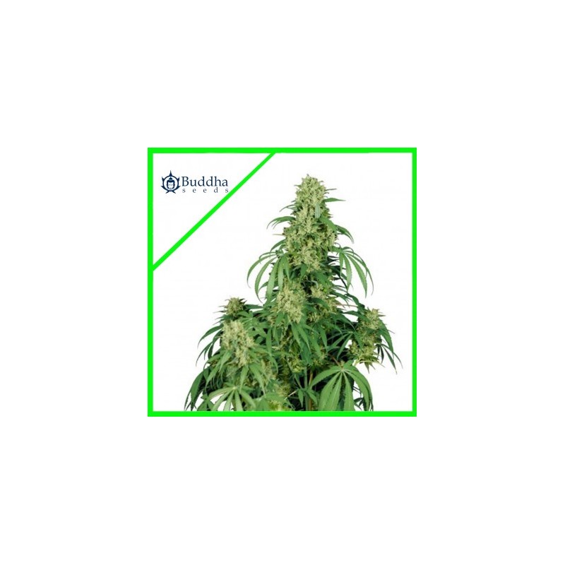 CALAMITY JANE AUTO X3-BUDDHA SEEDS