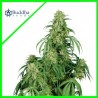 CALAMITY JANE AUTO X3-BUDDHA SEEDS