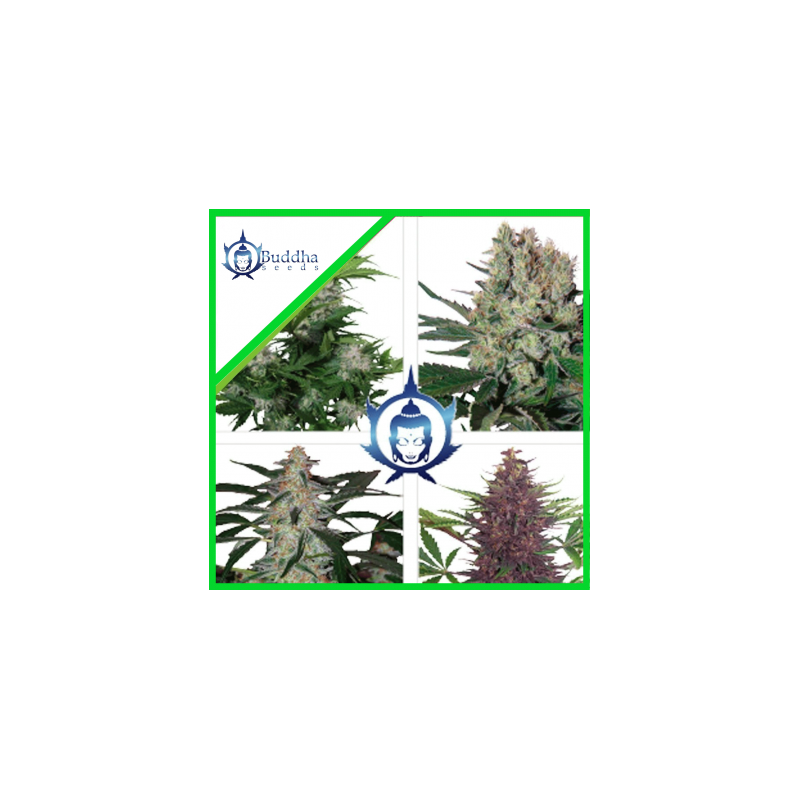 ASSORTED AUTO X10-BUDDHA SEEDS
