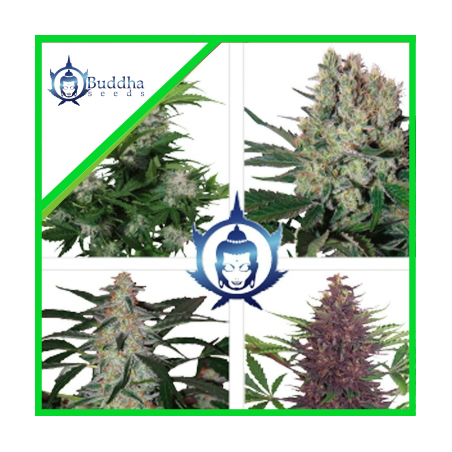 ASSORTED AUTO X10-BUDDHA SEEDS