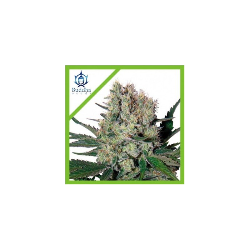 SYRUP AUTO X3-BUDDHA SEEDS