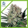 SYRUP AUTO X3-BUDDHA SEEDS