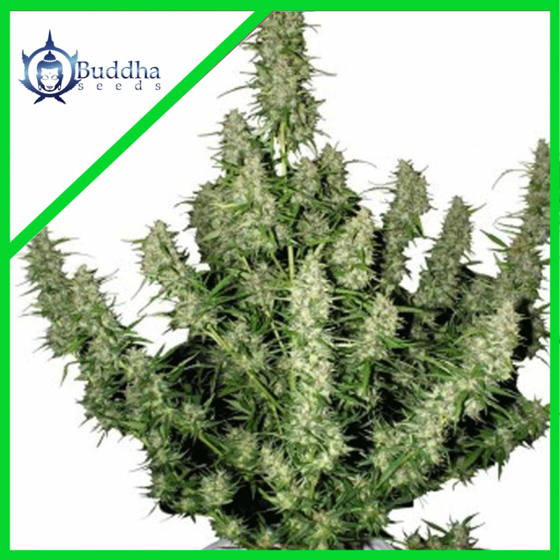 MAGNUM AUTO X3-BUDDHA SEEDS